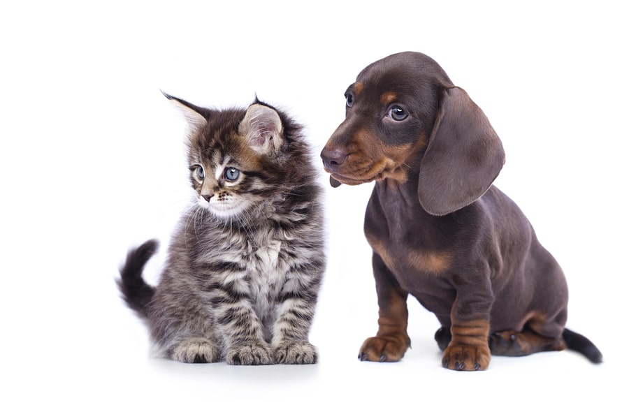 Pet Urine and Odour Removal